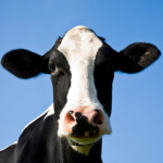 Dairy cow