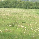 Field of dandelion clocks