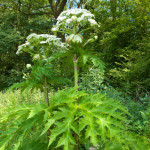 giant hogweed