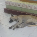 A mangey dog asleep at a pagoda 